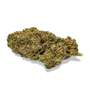 California Blueberry Flowers Lucky Hemp