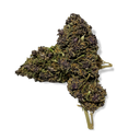 Purple Haze flowers Lucky Hemp