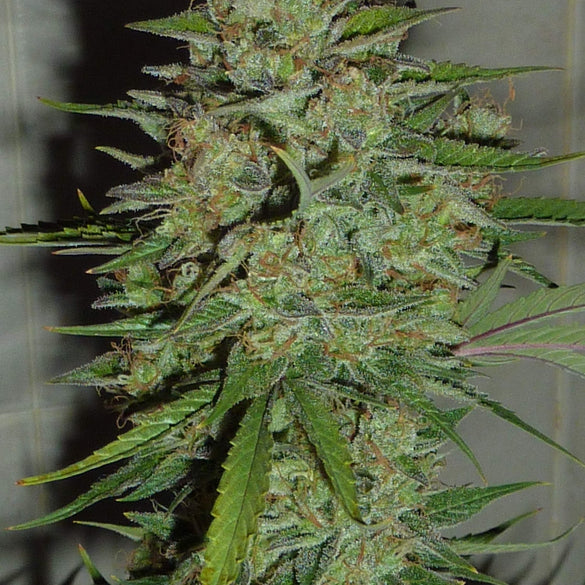 Blue Critical Seeds Automatic Seeds Lucky Hemp   