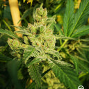 Gorilla Mandarin Seeds Automatic Seeds Lucky Hemp   