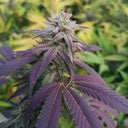 Skittlez Seeds Feminized Seeds Lucky Hemp   