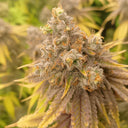 Ice Cream Cake US Seeds Feminized Seeds Lucky Hemp   